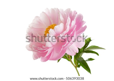 Pink peony flower with yellow stamens stem and leaves isolated on white background.