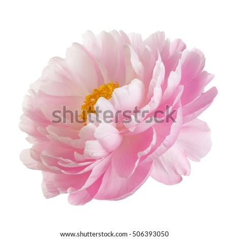Pink peony flower with yellow stamens, isolated on white background