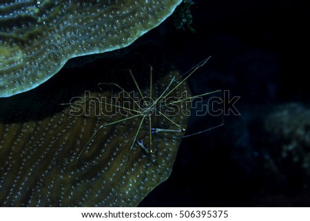 Arrow crab on plate coral