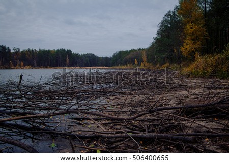 River in mysterious place in a forest. old tree.A fallen tree lies in a river