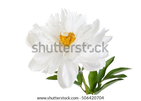 Bright peony flower with yellow stamens, isolated on white background.