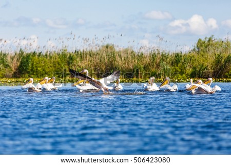 Landscape photo of white pelicans in Danube Delta