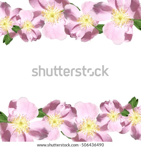 Beautiful floral pattern of pink dogrose