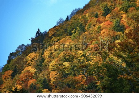 Autumn leaves of Yubari cordillera
