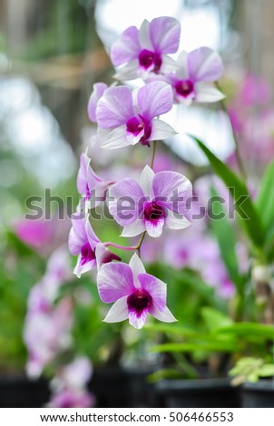 Colorful Dendrobium orchids from National Orchid garden ,flower, Dendrobium orchids , orchid , pink .