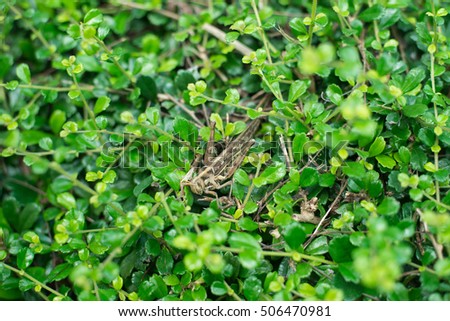 Meadow Grasshopper in green nature.