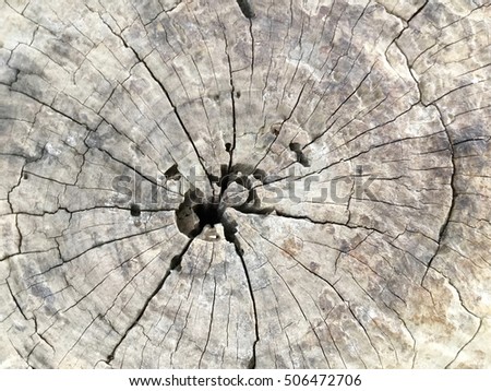 Tree stump cut, wooden background from top view. Brown and white monochrome photo.