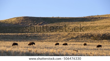Buffaloes of Antelope Island, Great Salt Lake, Utah