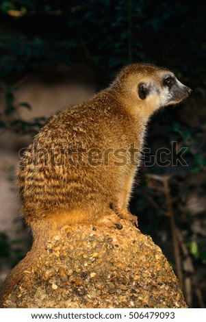 Meerkat (Suricata suricatta) Standing on a rock vertical