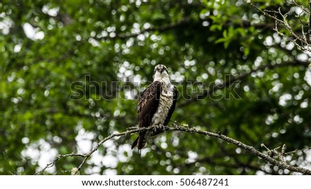 Osprey with intense stare