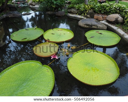 victoria lotus flower with giant leaves floating on a pond