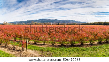 Rows of Blueberry Plants in Colorful Autumn, Fall Colors and Sky Panoramic