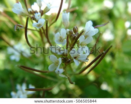 small white flower in the morning
