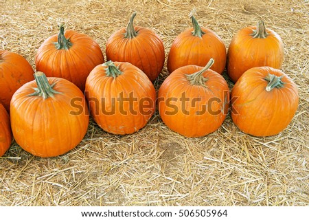 Pumpkins in a Pumpkin Patch