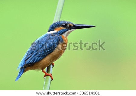 Beautiful bird male Common Kingfisher or Eurasian Kingfisher perched on bamboo wood in the nature.(Alcedo atthis)