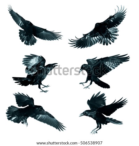 Bird - flying Common Ravens (Corvus corax) isolated on white background. Halloween - mix six birds