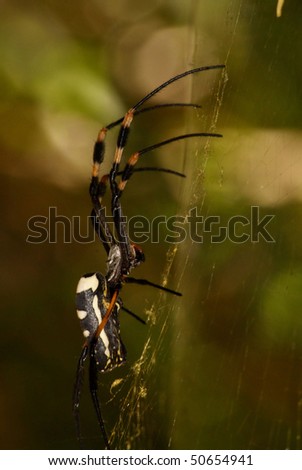 Golden Orb Spider