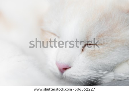 White Scottish cat sleep,Close up,Selective focus.