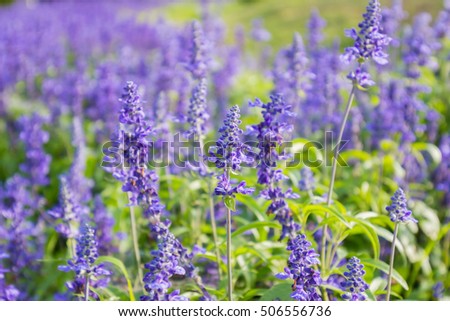 Closeup image of violet lavender flowers in the field in public park.