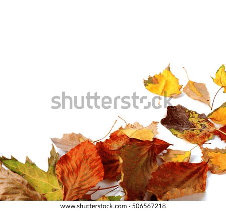 Multi colored autumn dry leafs. Isolated on white background with copy space