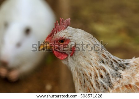 Cock - Rooster, symbol of New 2017 - according to  Chinese calendar fiery red rooster. For festive background with bird-symbol of coming of new year. Symbol of year. The rural scene on sunny day