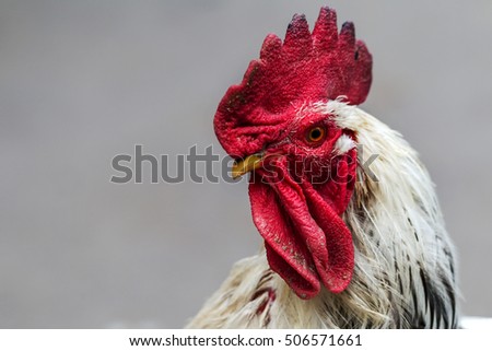 Cock - Rooster, symbol of New 2017 - according to  Chinese calendar fiery red rooster. For festive background with bird-symbol of coming of new year. Symbol of year. The rural scene on sunny day