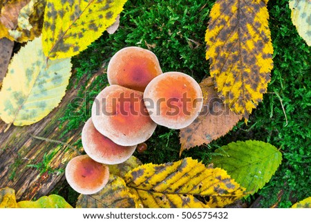 Mushrooms in deep moss forest with green fresh moss