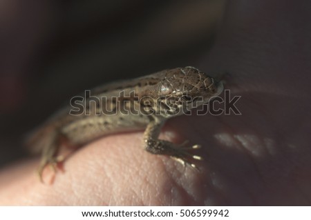 Lizard on the hand dark background blurred