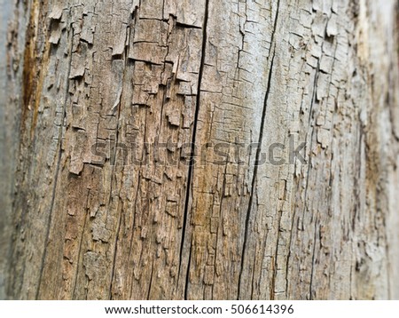 Gum Tree Bark