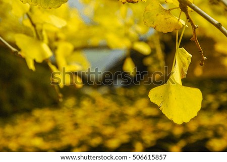 The ginkgo trees leaves closeup in autumn