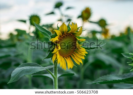 he sunflower are blooming/sunflower/he flowers are blooming
