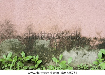 background textured surface cement grass plants and moss on the walls