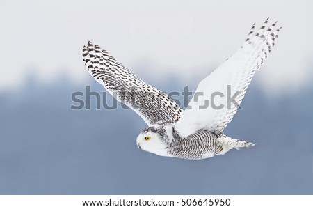 Snowy owl (Bubo scandiacus) flies low hunting over an open snowy field in Ottawa, Canada