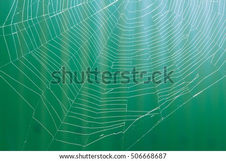 spider web or cobweb with water drops after rain