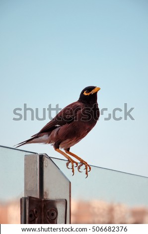 The lonely bird Myna (Mynah)(Acridotheres tristis) is sitting on the glass in Dubai, UAE Royalty-Free Stock Photo #506682376