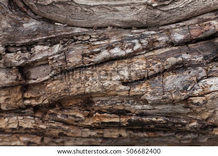 Bark texture. Wooden background