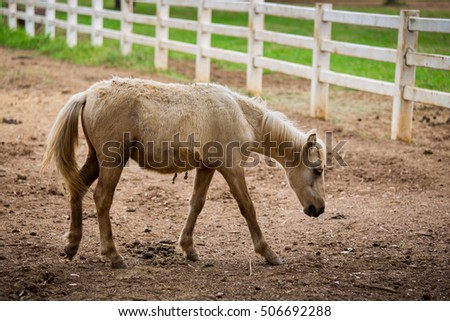 beautiful Horse on a farm