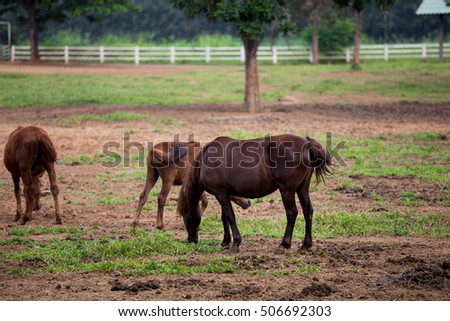 beautiful Horse on a farm