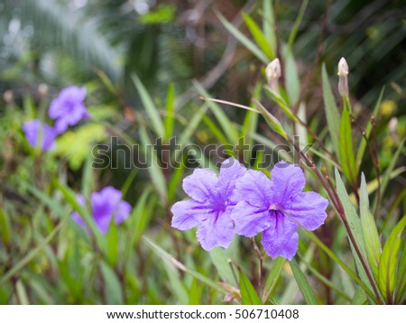 Beautiful purple flower on nature background.Purple rain flower. Ruellia tuberosa Blue-violet color and leaf