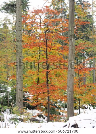 Autumn and winter in the same picture. Colorful tree in forest.
