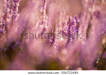 blooming autumn heather in the morning dew
