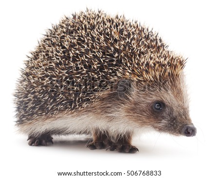 Small hedgehog isolated on a white background.