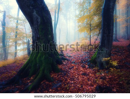 Misty and rainy morning in autumn forest