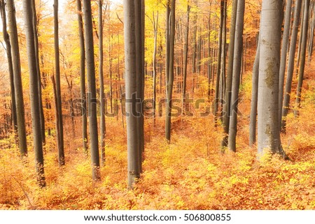 autumn forest, landscape 