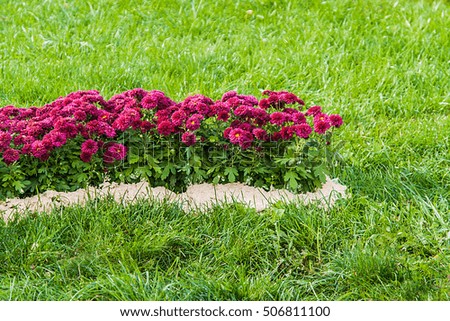 background of fresh pink chrysanthemums and grass.