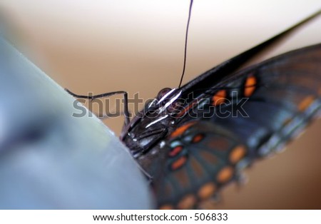    Butterfly