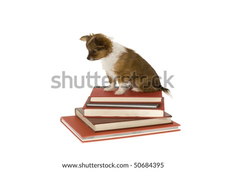 Furry , newborn,brown and white, long hair chihuahua puppy sitting in profile on a pile of five  large books. isolated on a white background. 5362