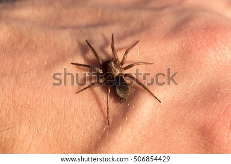 Spider bites the hand.