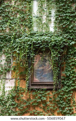 Facade with religious picture covered with green ivy. Rome. Italy
