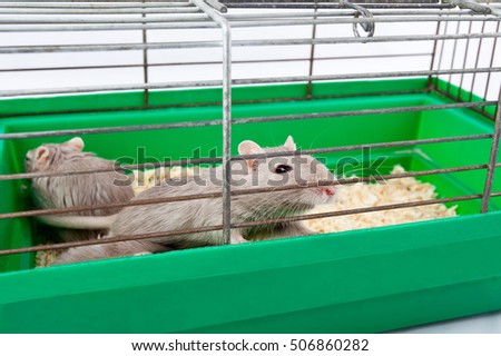 gray mouse gerbil and cell cage